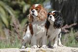 CAVALIER KING CHARLES 156